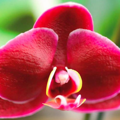 Orquídeas y Piedras Semipreciosas del Mar de Bali