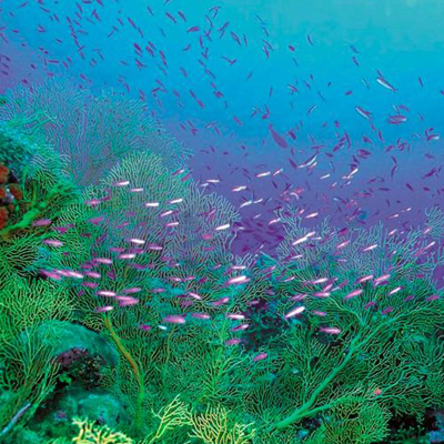 Pindas Energéticas de Oceanía