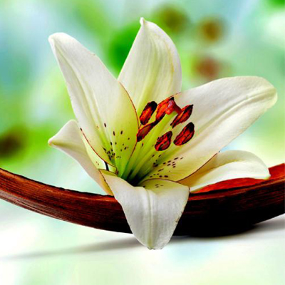 Tesoros Tailandeses y Magia de los Cuatro Elementos